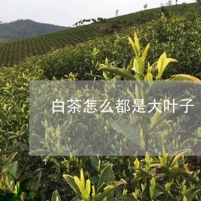 白茶怎么都是大叶子/2023072360506