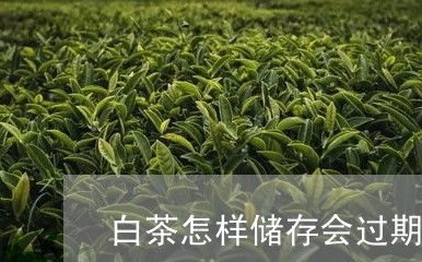 白茶怎样储存会过期吗/2023100542726