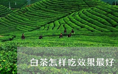 白茶怎样吃效果最好/2023072384947