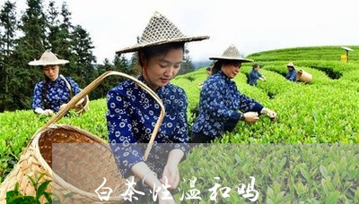 白茶性温和吗/2023051993719