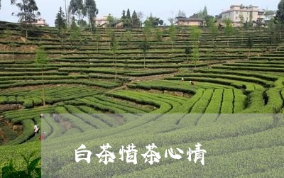 白茶惜茶心情/2023051953859