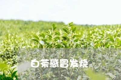 白茶感冒发烧/2023051930705