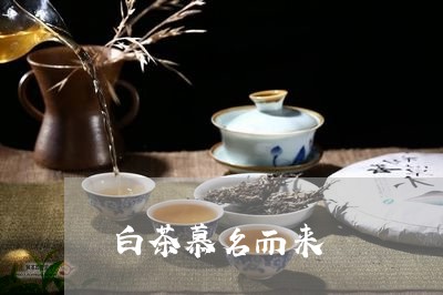 白茶慕名而来/2023051960503