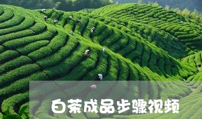 白茶成品步骤视频/2023080164957