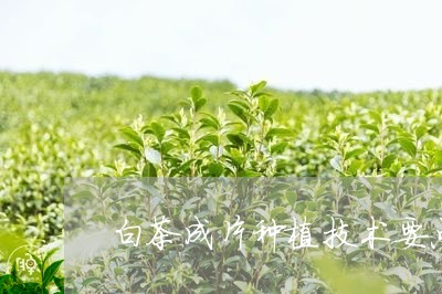 白茶成片种植技术要点/2023100541785