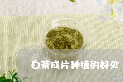 白茶成片种植的好处/2023072327394