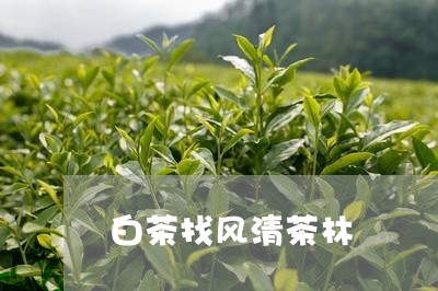 白茶找风清茶林/2023060474927