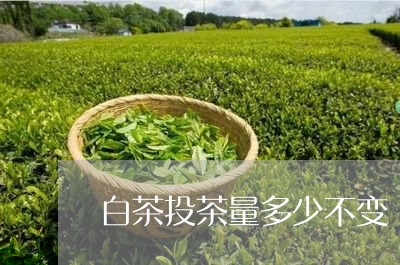 白茶投茶量多少不变/2023072370472