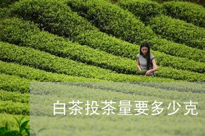 白茶投茶量要多少克/2023072337360