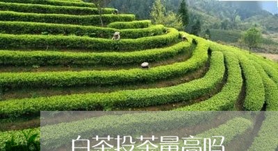 白茶投茶量高吗/2023060436361