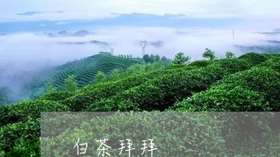 白茶拜拜/2023042595149