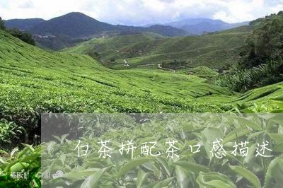 白茶拼配茶口感描述/2023072331705