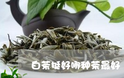 白茶挺好哪种茶最好/2023072307272