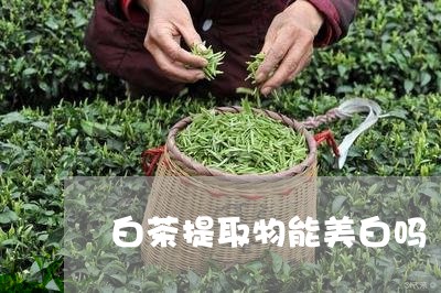 白茶提取物能美白吗/2023072390603