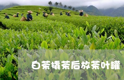 白茶撬茶后放茶叶罐/2023072320615