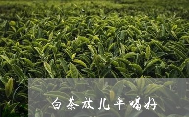 白茶放几年喝好/2023060405258