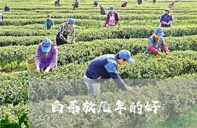 白茶放几年的好/2023060485171