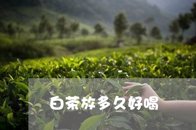 白茶放多久好喝/2023060469692