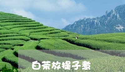 白茶放提子煮/2023073151793