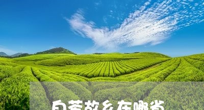 白茶故乡在哪省/2023060422625