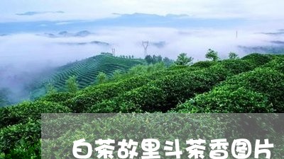 白茶故里斗茶香图片/2023072369495