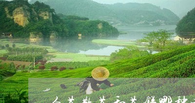 白茶散茶和茶饼哪种老化快/2023110616149