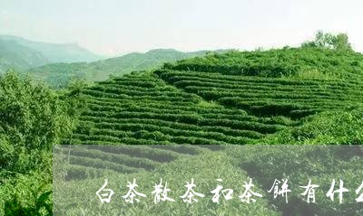 白茶散茶和茶饼有什么区别/2023110697351