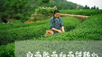 白茶散茶和茶饼转化/2023072361958