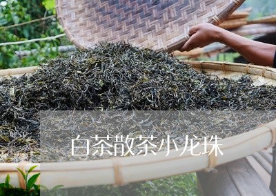 白茶散茶小龙珠/2023082589604