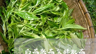 白茶散茶怎样取茶/2023080249612