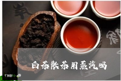 白茶散茶用蒸汽吗/2023080263946