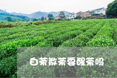 白茶散茶要醒茶吗/2023080360683