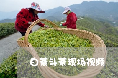 白茶斗茶现场视频/2023080334950