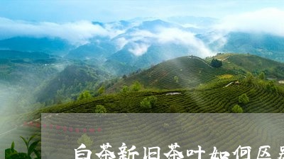 白茶新旧茶叶如何区别图片/2023110788372