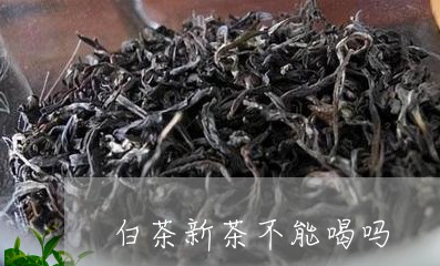 白茶新茶不能喝吗/2023080333745