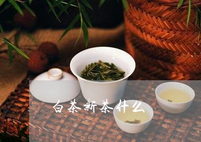 白茶新茶什么/2023052052705