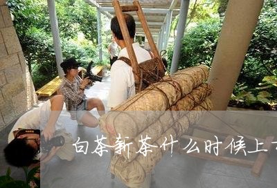 白茶新茶什么时候上市销售/2023110752814