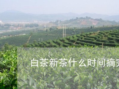 白茶新茶什么时间摘完茶叶/2023110703915