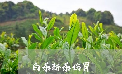 白茶新茶伤胃/2023052049714