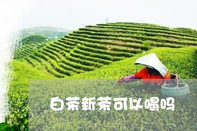 白茶新茶可以喝吗/2023080356461