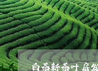 白茶新茶叶底发红/2023080320692