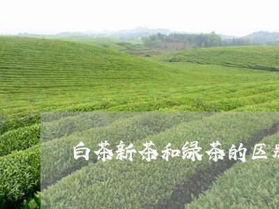 白茶新茶和绿茶的区别/2023100631614