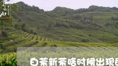 白茶新茶啥时候出现的/2023100670681