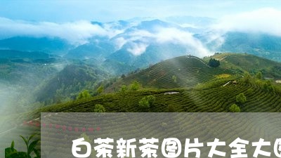 白茶新茶图片大全大图/2023100640382