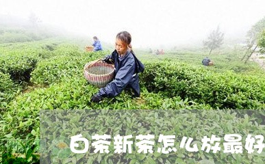 白茶新茶怎么放最好呢图片/2023110781815