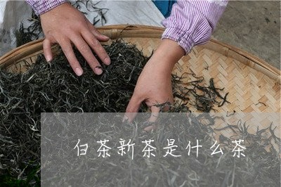 白茶新茶是什么茶/2023080364738