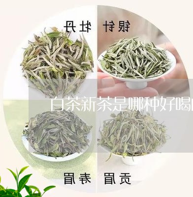 白茶新茶是哪种好喝的茶叶/2023110723027