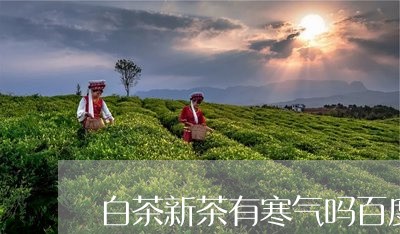 白茶新茶有寒气吗百度/2023110708271