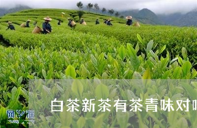 白茶新茶有茶青味对吗/2023100698361