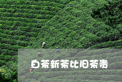 白茶新茶比旧茶贵/2023080364847